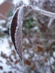 The Beauty Of Frost