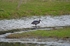 Glossy Ibis