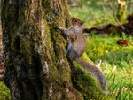 Grey Squirrel