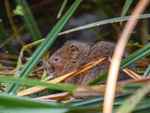 Water Vole