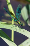 Female Banded Demoiselle Damselfly about to take flight