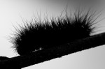 Tiger Moth Caterpillar