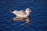 Black-headed Gull
