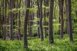 Young Beech Trees
