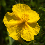 Common Rock-rose (01)