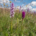 Fragrant orchid (Gymnadenia conopsea) small white orchid (Gymnadenia albida) and a hybrid Hybrid vanilla orchid  G. x suaveolens. (between Gymnadenia conopsea  and G. rhellicani.) 