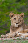 Lion portrait