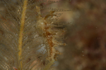 Lomanotus marmoratus