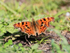 Comma basking on the Roman Road, Otmoor