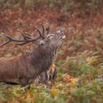 1-Autumn colours in the ruting season