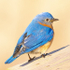 Male Eastern Bluebird