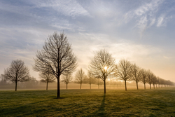 Lime Tree Spring Sunrise