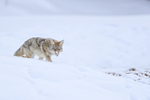 Coyote walks down slope, Yellowstone Park, Wyoming, USA