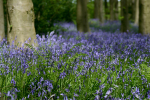 Bluebell wood  _S059