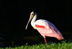 Roseate Spoonbil _0003
