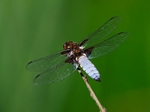 Broad-bodied Chaser