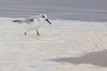 Sanderling foraging in foam, Studland Bay, Dorset