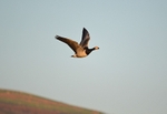 Barnacle Goose