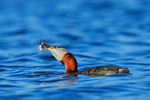 Red-necked Grebe with fish, Farmoor Reservoir