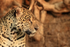 Jaguar (female) portrait, side view, Corixo Negro, Mato Grosso, Brazil