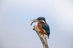 Kingfisher Alcedo Atthis012