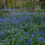 Aughton Woods