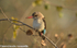 Woodland kingfisher
