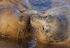 GREY SEAL ( FEMALE & PUP )