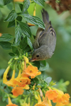 Slaty Flowerpiercer (f...