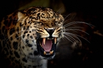 Jaguar showing Teeth
