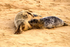 Grey Seal Pup