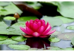 lotus-flower-on-water jpeg 1