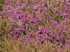 Dartford Warbler