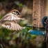 BBG-11-House Sparrows feeding, Oban, Argyll
