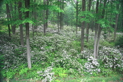 Allegheny National Forest portfolio