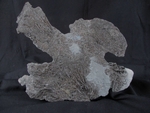 crd014 Pentacrinites dichotomus