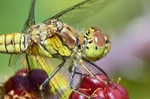 Ruddy Darter