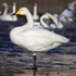 Whooper Swan (adult), Tjörnin, Reykjavik