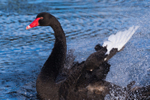 Male Swan Performing 2. 0A3A0791