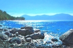silver tide