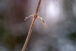 Snow - 39