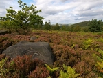 Wharncliffe Heath (07)