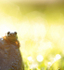 The Common Frog _ 021 , Rana temporaria