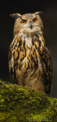 Eagle Owl
