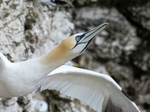 Gannet