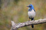 Florida Scrub-Jay fluffed-up, Venice, Florida