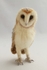 Barn Owl (Med)