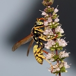 Polistes dominula (European Paper Wasp)