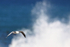 Hartlaub's Gull in flight, breaking wave background, South Africa