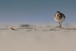 Least Sandpiper steps forward, Fort De Soto Park, Florida